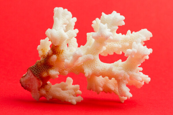 Light coral isolated