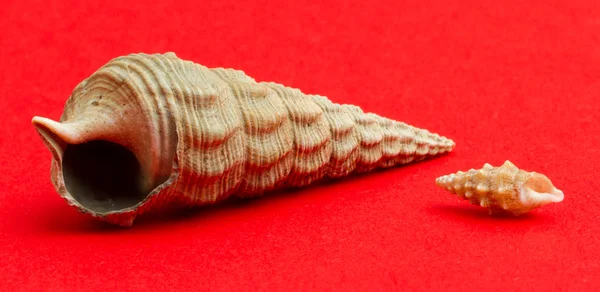 Small brown sea shell with a large sea shell — Stock Photo, Image