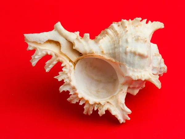 Sea shell over a red background — Stock Photo, Image