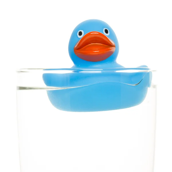 Blue duck — Stock Photo, Image