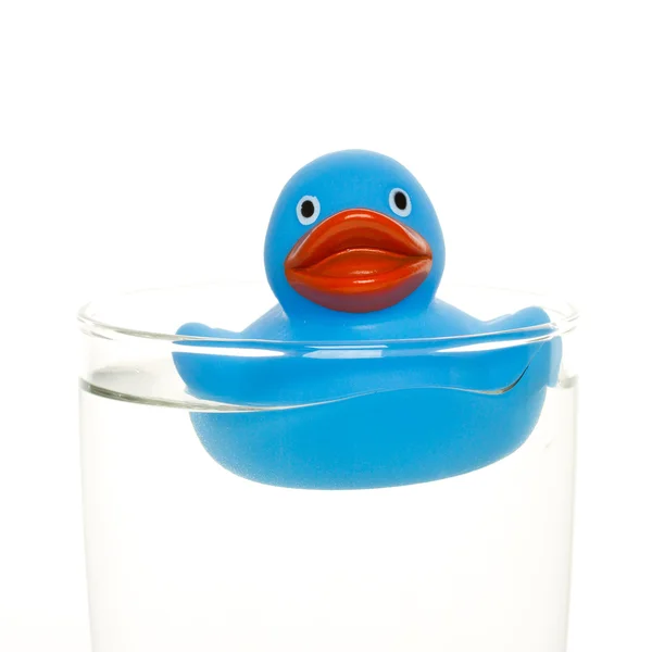 Blue duck — Stock Photo, Image