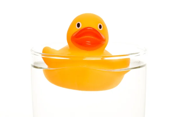 Orange duck — Stock Photo, Image