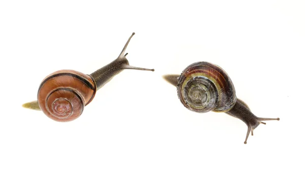 İki Bahçe salyangoz (Helix aspersa) — Stok fotoğraf