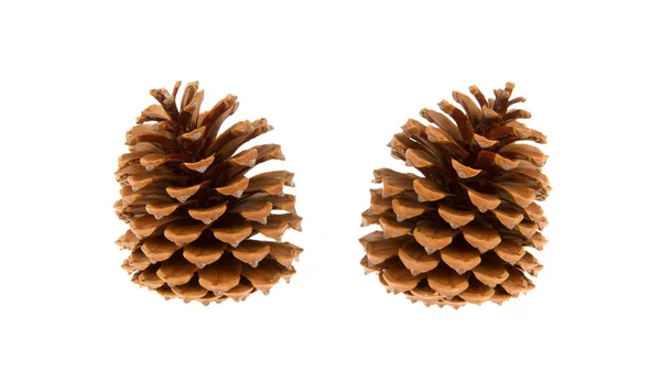 Dois cones de pinheiro isolados — Fotografia de Stock