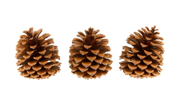 Three pine cones isolated — Stock Photo, Image