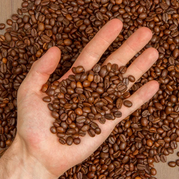 Koffiebonen in de hand — Stockfoto