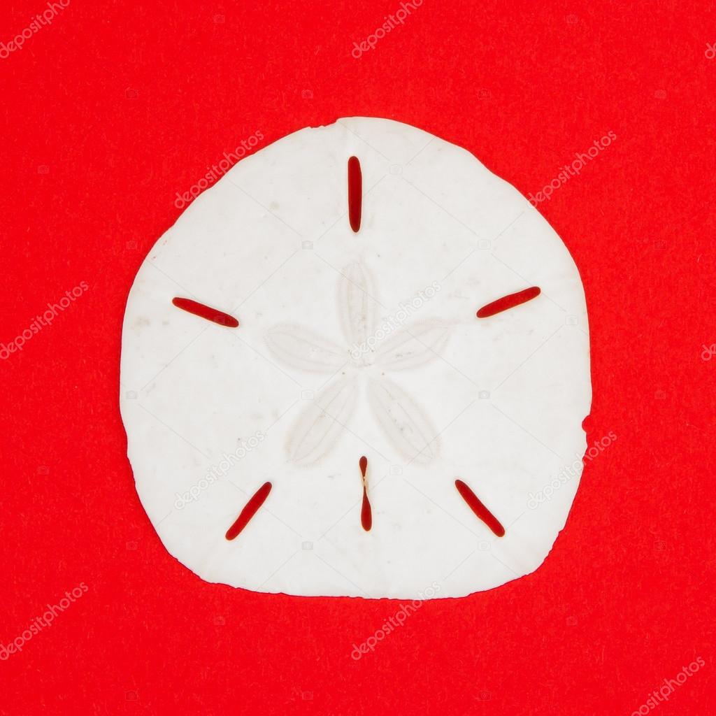 Sand Dollar Sea Shell