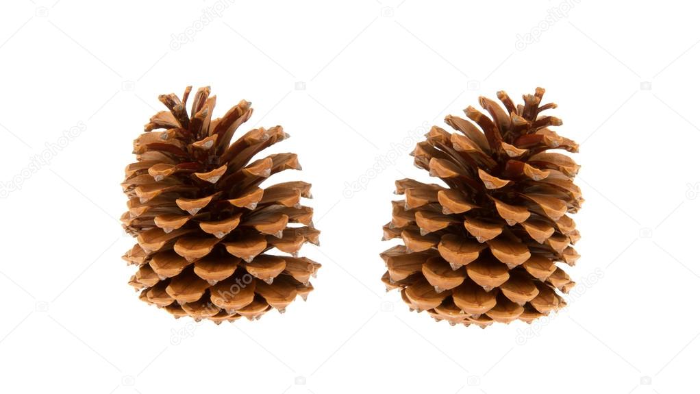 Two pine cones isolated