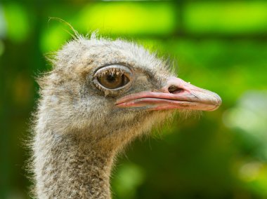 Devekuşu ayakta saigon Hayvanat Bahçesi