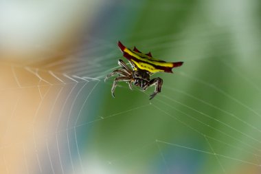Bu Web boynuzlu örümcek (Gasteracantha doriae)