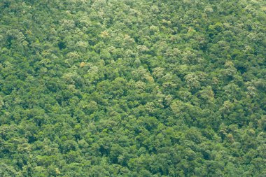 View of Vietnamese rainforrest (green jungle) clipart