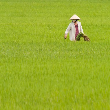 Vietnam, nha trang ricefield üzerinde çalışan çiftçi
