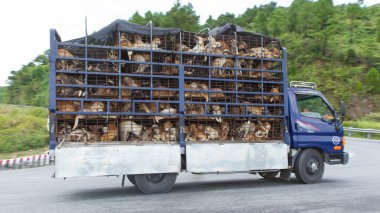 HUÉ, VIETNAM - AUG 4: Trailer filled with live dogs destined fo