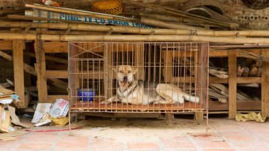 köpek bir kafes içinde vietnam