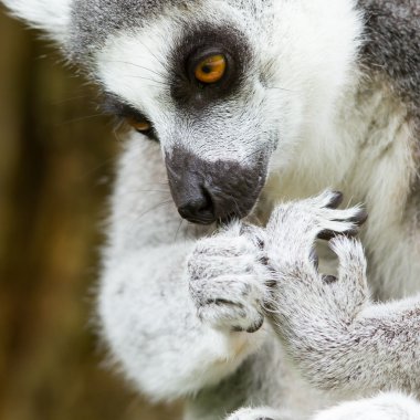 halka kuyruklu lemur (Madagaskar maymunu catta) bu pençe temizlik