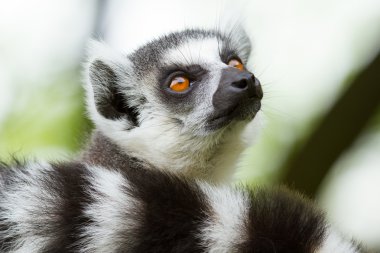 Hollandalı bir hayvanat bahçesi Ring-Tailed Maki