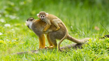 Bu anne arkasında genç maymun