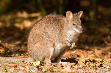 parma wallaby Close-Up
