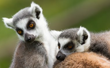 İki ring-tailed Lemurlar (Lemur catta)