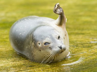 Common seal resting in the water clipart