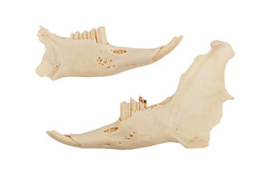 JAWS bir kuduz