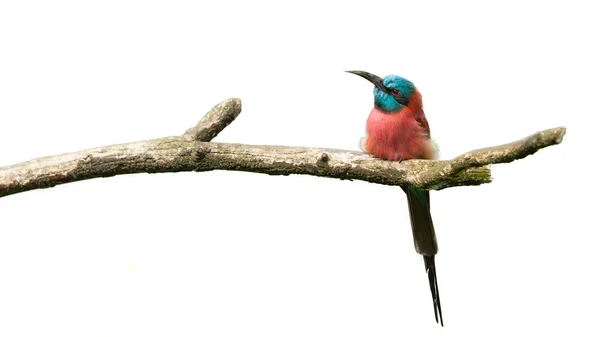 北部胭脂红食蜂鸟 — 图库照片