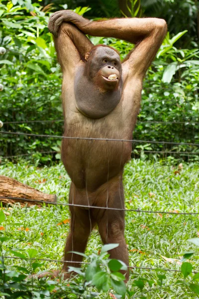 Orangutan (Pongo pygmaeus) em Saigon (Vietname ) — Fotografia de Stock