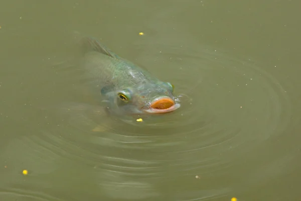 Peixe está nadando em um lago — Fotografia de Stock