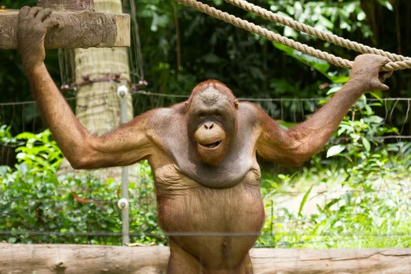 Orangután (Pongo pygmaeus) en Saigón (Vietnam ) — Foto de Stock