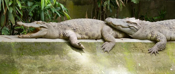Crocodiles resting in the sun — Stock Photo, Image