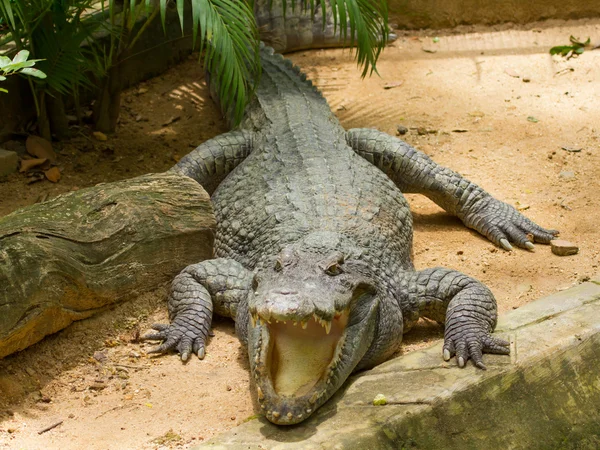 Crocodile resting in the sun — Stock Photo, Image