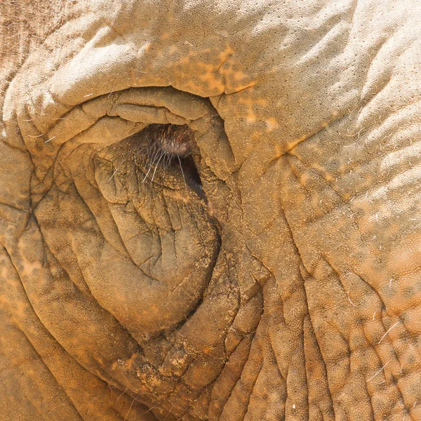 Detalhe do olho de elefante, parecendo triste em um zoológico vietnamita — Fotografia de Stock