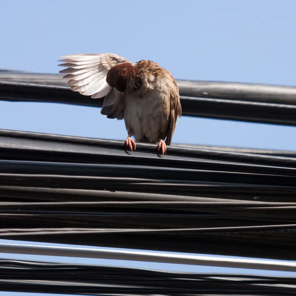Eurasian Tree Sparrow sitting on a power cable, cleaning itself — Stock Photo, Image