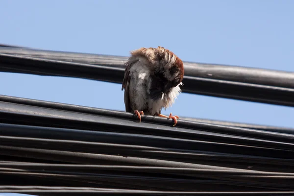 Vrabec polní sedí na napájecí kabel, samočištění — Stock fotografie