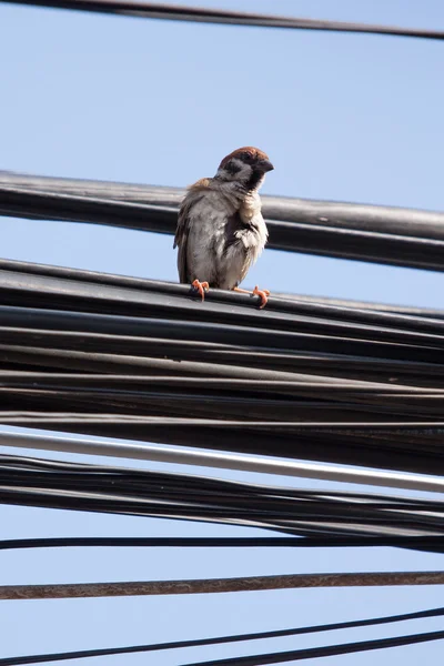 Eurasian Tree Sparrow sentado em um cabo de alimentação, limpando-se — Fotografia de Stock