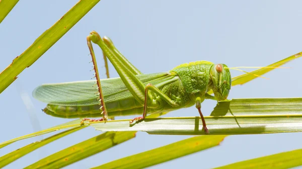 Large grasshopper, eating grass — Stock Photo, Image