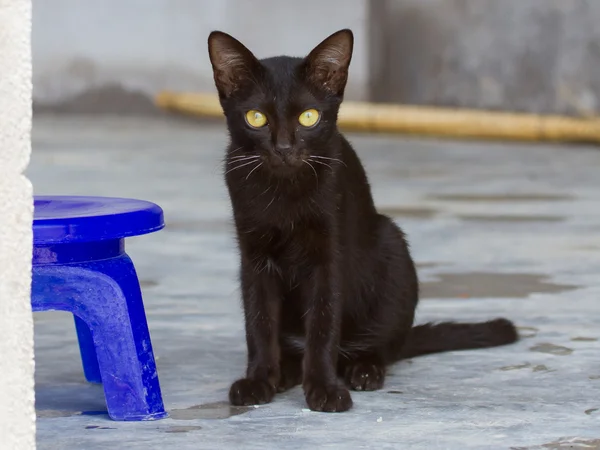 Gatito negro al aire libre en el hormigón — Foto de Stock