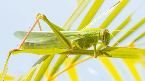 Large grasshopper, eating grass — Stock Photo, Image