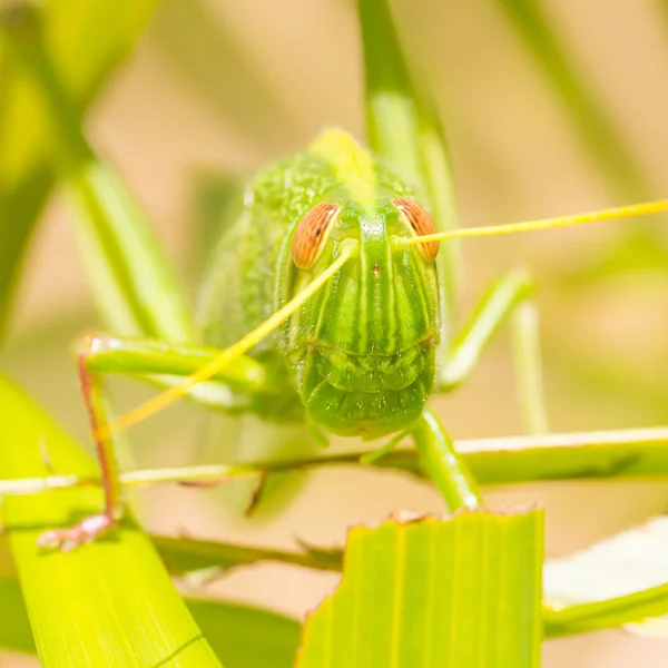 Große Heuschrecke frisst Gras — Stockfoto