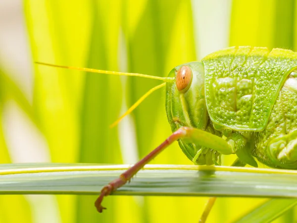 Large grasshopper, eating grass — Stock Photo, Image