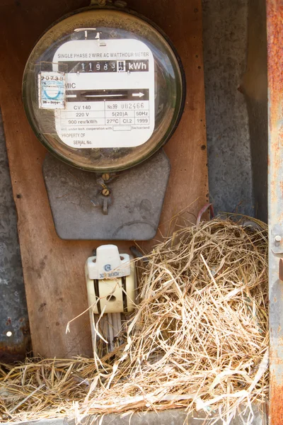 Nest of a sparrow in a cabinet with electrical meter
