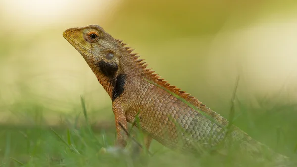 Zblízka ještěrka — Stock fotografie