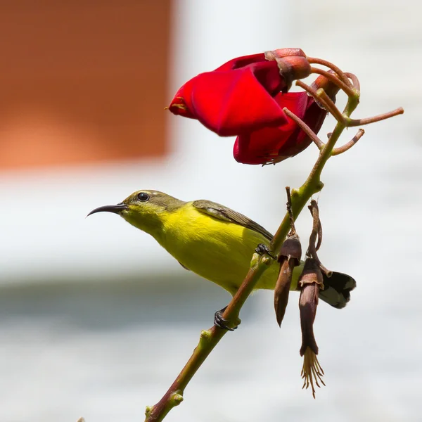 Olivenrückensonnenvogel - Weibchen — Stockfoto