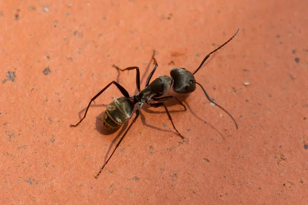 Grande formica nera che cammina — Foto Stock