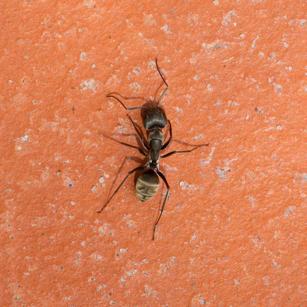 Large black ant walking — Stock Photo, Image