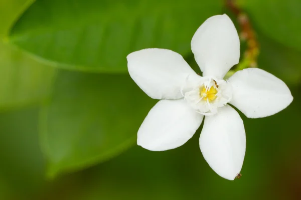 Fleur blanche isolée — Photo