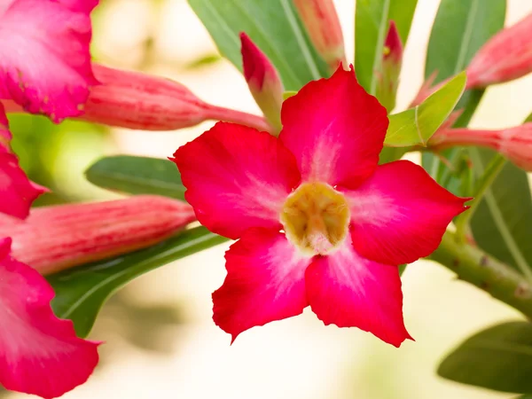 Rosa Blüten blühen — Stockfoto