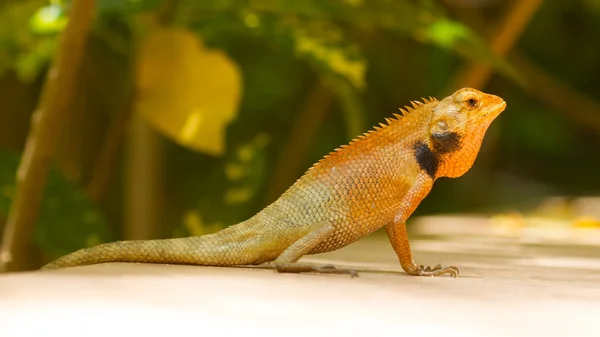 Close up of a lizard — Stock Photo, Image
