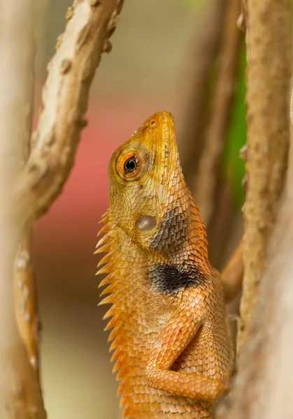 Bir kertenkeleye yaklaş. — Stok fotoğraf