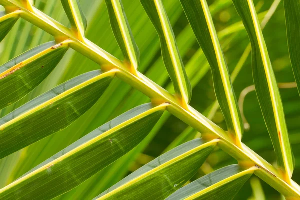 Palme verlässt grüne Linie Zusammensetzung — Stockfoto